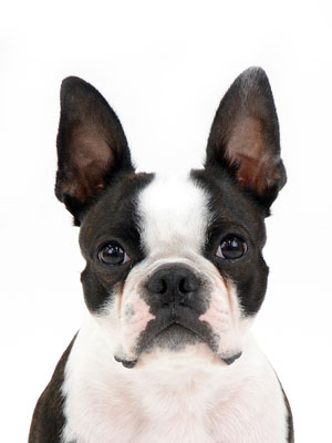 エムドッグス,動物プロダクション,ペットモデル,ペットタレント,モデル犬,タレント犬,ボストンテリア,レオ