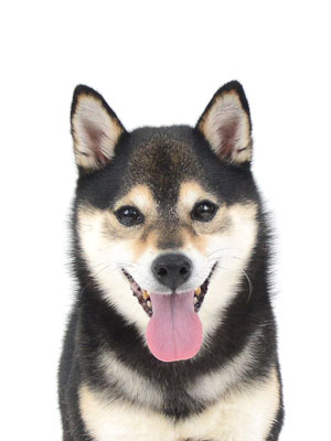 エムドッグス,動物プロダクション,ペットモデル,モデル犬,タレント犬,柴犬,楓花,ふうか