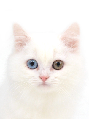 エムドッグス,動物プロダクション,ペットモデル,モデル猫,タレント猫,マンチカン,カプチーノ,cappuccino