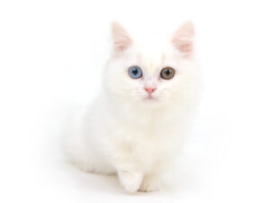 エムドッグス,動物プロダクション,ペットモデル,モデル猫,タレント猫,マンチカン,カプチーノ,cappuccino
