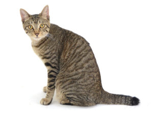 エムドッグス,動物プロダクション,ペットモデル,モデル猫,タレント猫,MIX猫,Chatterer,チャタラー