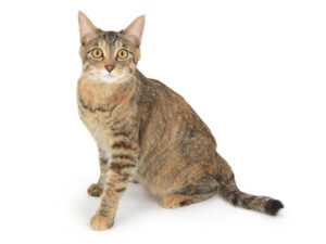 エムドッグス,動物プロダクション,ペットモデル,モデル猫,タレント猫,MIX猫,Nyam,ニャム