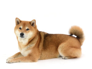 エムドッグス,動物プロダクション,ペットモデル,モデル犬,タレント犬,柴犬,茶々麻呂之介,ちゃちゃまろのすけ