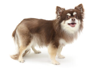 エムドッグス,動物プロダクション,ペットモデル,モデル犬,タレント犬,チワワ,チョコ