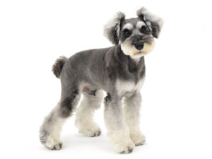 エムドッグス,動物プロダクション,ペットモデル,モデル犬,タレント犬,ミニチュアシュナウザー,Grand,グラン