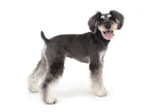 エムドッグス,動物プロダクション,ペットモデル,モデル犬,タレント犬,ミニチュアシュナウザー,Grand,グラン