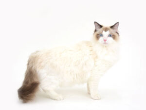 エムドッグス,動物プロダクション,ペットモデル,モデル猫,タレント猫,ラグドール,紫音,しおん