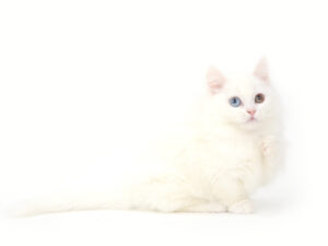 エムドッグス,動物プロダクション,ペットモデル,モデル猫,タレント猫,マンチカン,カプチーノ,cappuccino