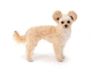 エムドッグス,動物プロダクション,ペットモデル,モデル犬,タレント犬,MIX犬,ひまわり