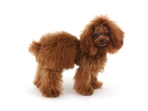 エムドッグス,動物プロダクション,ペットモデル,モデル犬,タレント犬,トイプードル,メロディ