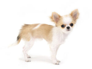 エムドッグス,動物プロダクション,ペットモデル,モデル犬,タレント犬,チワワ,みこ