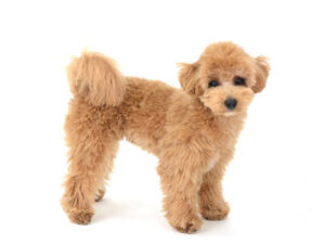 エムドッグス,動物プロダクション,ペットモデル,モデル犬,タレント犬,MIX犬,ルル