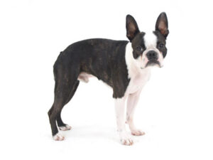 エムドッグス,動物プロダクション,ペットモデル,ペットタレント,モデル犬,タレント犬,ボストンテリア,レオ