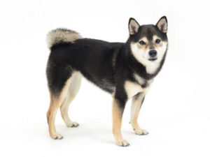 エムドッグス,動物プロダクション,ペットモデル,モデル犬,タレント犬,柴犬,楓花,ふうか