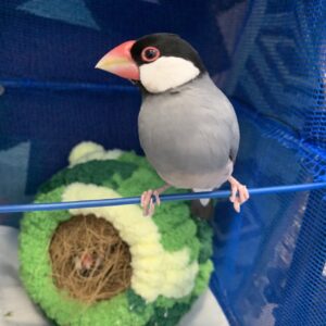 エムドッグス,動物プロダクション,ペットモデル,ペットタレント,モデル犬,タレント犬,文鳥,文さん,鳥さん