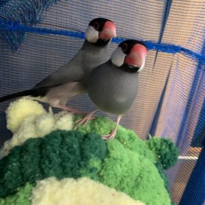 エムドッグス,動物プロダクション,ペットモデル,ペットタレント,モデル犬,タレント犬,文鳥,文さん,鳥さん