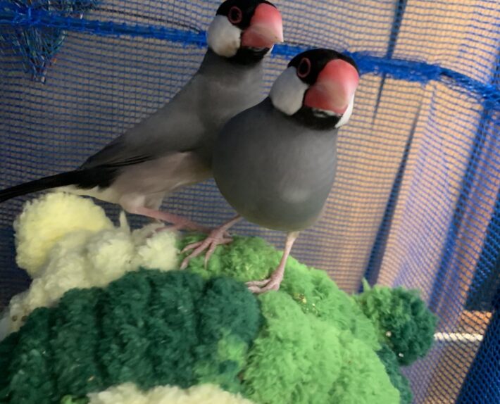 エムドッグス,動物プロダクション,ペットモデル,ペットタレント,モデル犬,タレント犬,文鳥,文さん,鳥さん