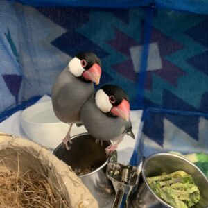 エムドッグス,動物プロダクション,ペットモデル,ペットタレント,モデル犬,タレント犬,文鳥,文さん,鳥さん