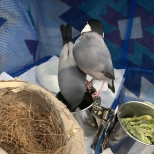 エムドッグス,動物プロダクション,ペットモデル,ペットタレント,モデル犬,タレント犬,文鳥,文さん,鳥さん