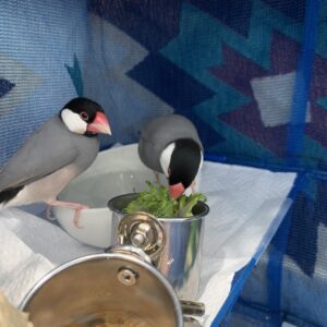 エムドッグス,動物プロダクション,ペットモデル,ペットタレント,モデル犬,タレント犬,文鳥,文さん,鳥さん