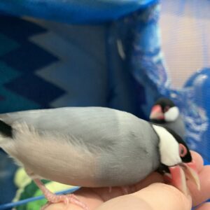 エムドッグス,動物プロダクション,ペットモデル,ペットタレント,モデル犬,タレント犬,文鳥,文さん,鳥さん