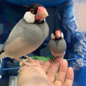 エムドッグス,動物プロダクション,ペットモデル,ペットタレント,モデル犬,タレント犬,文鳥,文さん,鳥さん