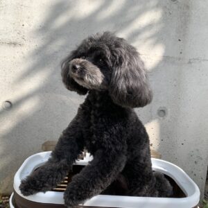 エムドッグス,動物プロダクション,ペットモデル,ペットタレント,モデル犬,タレント犬,トイプードル,ミーシャ