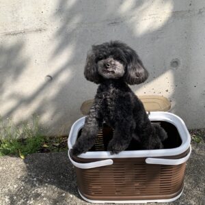 エムドッグス,動物プロダクション,ペットモデル,ペットタレント,モデル犬,タレント犬,トイプードル,ミーシャ