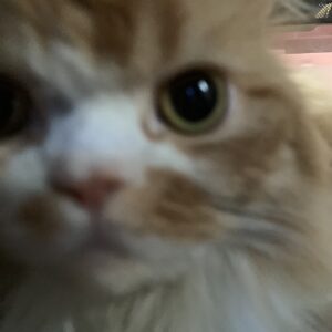 エムドッグス,動物プロダクション,ペットモデル,ペットタレント,モデル猫,タレント猫,スコティッシュフォールド,カレー