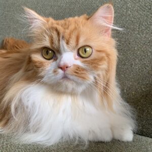 エムドッグス,動物プロダクション,ペットモデル,ペットタレント,モデル猫,タレント猫,スコティッシュフォールド,カレー