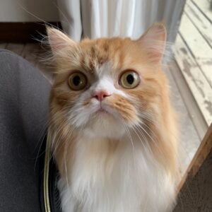 エムドッグス,動物プロダクション,ペットモデル,ペットタレント,モデル猫,タレント猫,スコティッシュフォールド,カレー