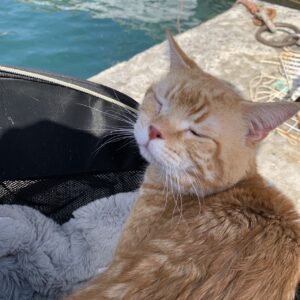 エムドッグス,動物プロダクション,ペットモデル,ペットタレント,モデル猫,タレント猫,アメリカンショートヘア,オレンジ