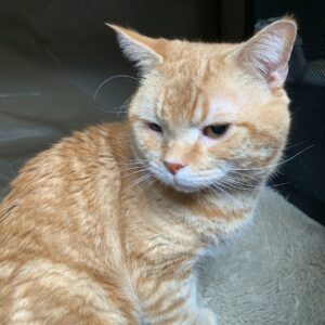 エムドッグス,動物プロダクション,ペットモデル,ペットタレント,モデル猫,タレント猫,アメリカンショートヘア,オレンジ