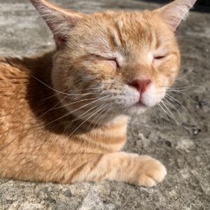 エムドッグス,動物プロダクション,ペットモデル,ペットタレント,モデル猫,タレント猫,アメリカンショートヘア,オレンジ