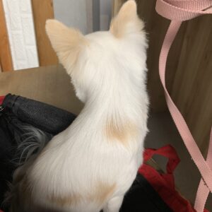 エムドッグス,動物プロダクション,ペットモデル,モデル犬,タレント犬,チワワ,フー