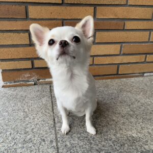 エムドッグス,動物プロダクション,ペットモデル,モデル犬,タレント犬,チワワ,フー