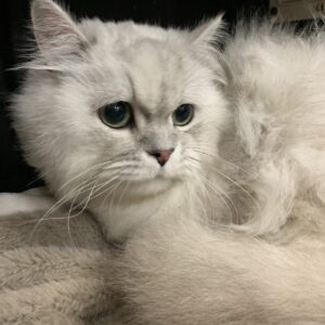 エムドッグス,動物プロダクション,ペットモデル,ペットタレント,モデル猫,タレント猫,ペルシャ,Boogie,ブギー