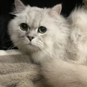 エムドッグス,動物プロダクション,ペットモデル,ペットタレント,モデル猫,タレント猫,ペルシャ,Boogie,ブギー