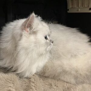 エムドッグス,動物プロダクション,ペットモデル,ペットタレント,モデル猫,タレント猫,ペルシャ,Boogie,ブギー