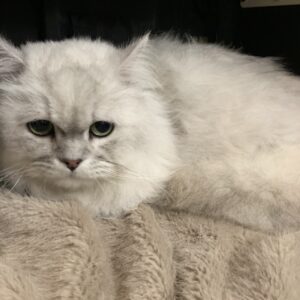 エムドッグス,動物プロダクション,ペットモデル,ペットタレント,モデル猫,タレント猫,ペルシャ,Boogie,ブギー