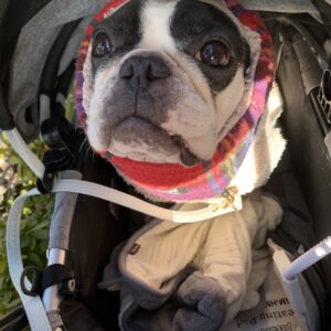 エムドッグス,動物プロダクション,ペットモデル,ペットタレント,モデル犬,タレント犬,フレンチブルドッグ,小雪