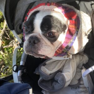 エムドッグス,動物プロダクション,ペットモデル,ペットタレント,モデル犬,タレント犬,フレンチブルドッグ,小雪