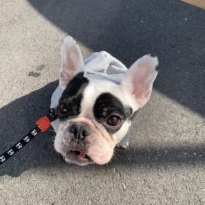 エムドッグス,動物プロダクション,ペットモデル,ペットタレント,モデル犬,タレント犬,フレンチブルドッグ,小雪