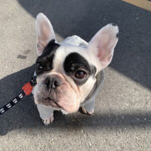 エムドッグス,動物プロダクション,ペットモデル,ペットタレント,モデル犬,タレント犬,フレンチブルドッグ,小雪