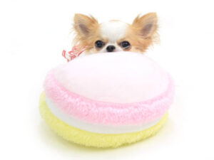 動物プロダクション,ペットモデル,モデル犬,タレント犬,チワワ,みこ