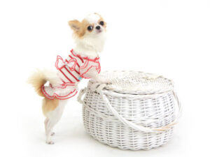 動物プロダクション,ペットモデル,モデル犬,タレント犬,チワワ,みこ