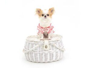 動物プロダクション,ペットモデル,モデル犬,タレント犬,チワワ,みこ