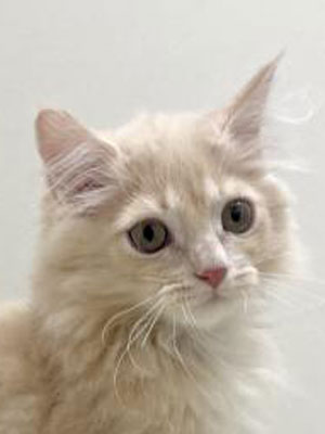 エムドッグス,動物プロダクション,ペットモデル,モデル猫,タレント猫,サイベリアン,子猫