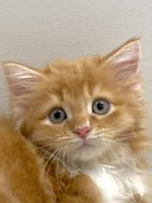 エムドッグス,動物プロダクション,ペットモデル,モデル猫,タレント猫,サイベリアン,子猫