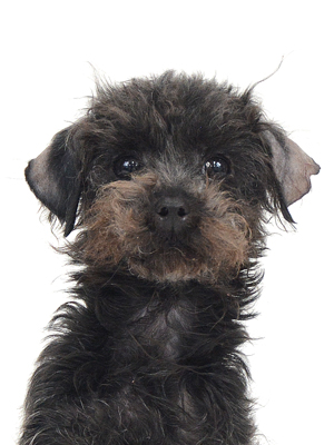 エムドッグス,動物プロダクション,ペットモデル,モデル犬,タレント犬,トイプードル,浅美汕胡,あさみさんご